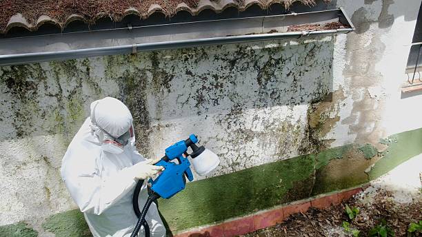 Top rated local Mold Removal specialists in Scotland, MD